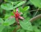 Strawberry shrub western Calycanthus occidentalis Hook. & Arn. A flower on a branch with leaves