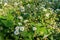 Strawberry small white flowers blossom in the garden