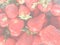 Strawberry, soft faded tone background