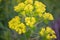 Strawberry spurge Euphorbia fragifera, close-up green-yellow flowers