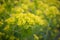Strawberry spurge Euphorbia fragifera, sea of yellow flowers