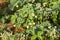 Strawberry and straw mulch