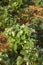 Strawberry and straw mulch