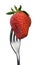 Strawberry strung on steel fork