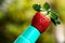 Strawberry at the tip of a watering can