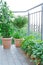 Strawberry tomato rosemary plants pots balcony