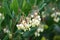 Strawberry tree in bloom. Arbustus unedo. Fiori di corbezzolo. Background with flowers.