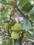 Strawberry tree bush with small arbutus fruits