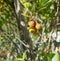 Strawberry Tree - Corbezzolo