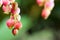 Strawberry Tree Flower Cluster