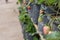 Strawberry trees in black plastic planting bags