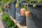 Strawberry trees in black plastic planting bags in rows