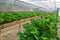 Strawberry vines