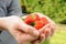 Strawberry in womans palms