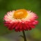 Strawflower blooming in Chiloe Island, Chile