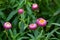 Strawflower flower, golden everlasting in pink grown in Tasmania