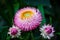 Strawflower or Golden Everlasting Flower against a bokeh background