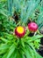 Strawflower or Golden Everlasting Flower Buds