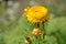 Strawflower or Golden Everlasting (Xerochrysum bracteatum)