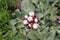 Strawflower - Helichrysum Albo-Brunneum