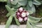 Strawflower - Helichrysum Albo-Brunneum