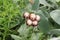 Strawflower - Helichrysum Albo-Brunneum