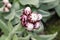 Strawflower - Helichrysum Albo-Brunneum