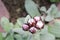 Strawflower - Helichrysum Albo-Brunneum