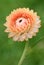 Strawflower - Helichrysum bracteatum