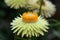 Strawflower xerochrysum bracteatum