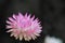 Strawflower xerochrysum bracteatum