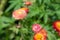 Strawflower (xerochrysum bracteatum