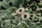 Strawflowers - Helichrysum Albo-Brunneum