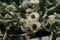 Strawflowers - Helichrysum Albo-Brunneum