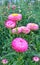 Strawflowers pink flowers helichrysum
