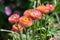 Strawflowers (xerochrysum bracteatum