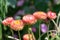 Strawflowers (xerochrysum bracteatum