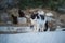 Stray Aegean cats on an island