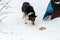 Stray animal dog smelled food in the snow