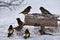 Stray beaks at the feeder