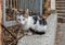 Stray beautiful cat with green eyes sits on the stone parapet of an abandoned building