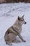 Stray beautiful dog in the snow on a cold winter day.