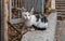 Stray beautiful mottled two-colored cat with green eyes sits on the stone parapet of an abandoned building