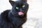 A stray black cat looks into the frame. A hungry cat licks its lips, a long pink tongue, animal shelter, veterinary Medicine.