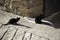 Stray black cats
