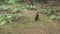 Stray black dog at the field of wild nephrolepis biserrata schott fern