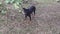 Stray black dog at the field of wild nephrolepis biserrata schott fern