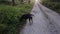 stray black dog loitering in the wild plantation