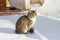 A stray brown cat sits in the snow and freezes in the winter