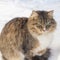 A stray brown cat sits in the snow and freezes in the winter